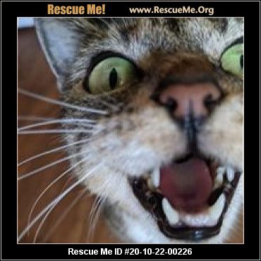 - Florida Cat Rescue - ADOPTIONS - Rescue Me!