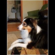 australian shepherd rescue me