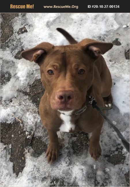 ADOPT 20102700134 ~ Pit Bull Rescue ~ Colchester, VT