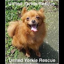 chocolate pomeranian for adoption
