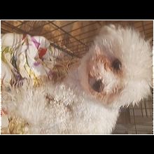 bichons for adoption near me