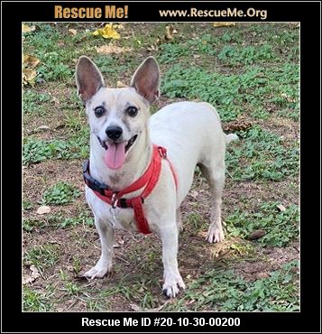 - Arizona Jack Russell Rescue - ADOPTIONS - Rescue Me!