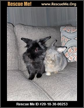 - Missouri Rabbit Rescue - ADOPTIONS - Rescue Me!