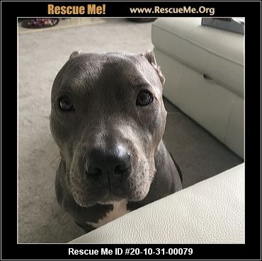 - Georgia Pit Bull Rescue - ADOPTIONS - Rescue Me!