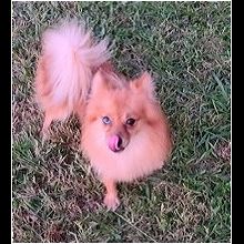 chocolate pomeranian for adoption