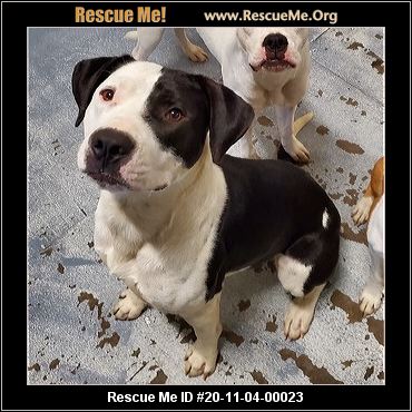 - Massachusetts Mutt Rescue - ADOPTIONS - Rescue Me!