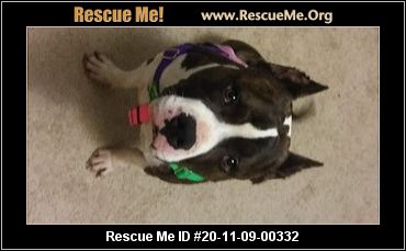 - New Mexico Dog Rescue - ADOPTIONS - Rescue Me!