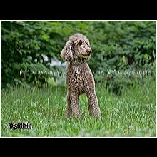 sylvan bark poodle rescue