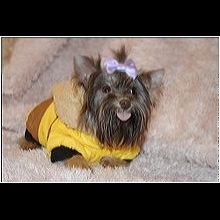 sonny's yorkie rescue shelter