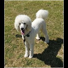 sylvan bark poodle rescue