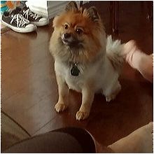 chocolate pomeranian for adoption