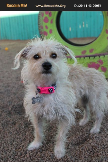ADOPT 20111300054 ~ Norfolk Terrier Rescue ~ Phoenix, AZ
