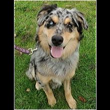 australian shepherd rescue me