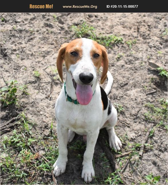 ADOPT 20111500077 ~ Foxhound Rescue ~ Inverness, FL