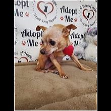 southern chihuahua rescue and adoption