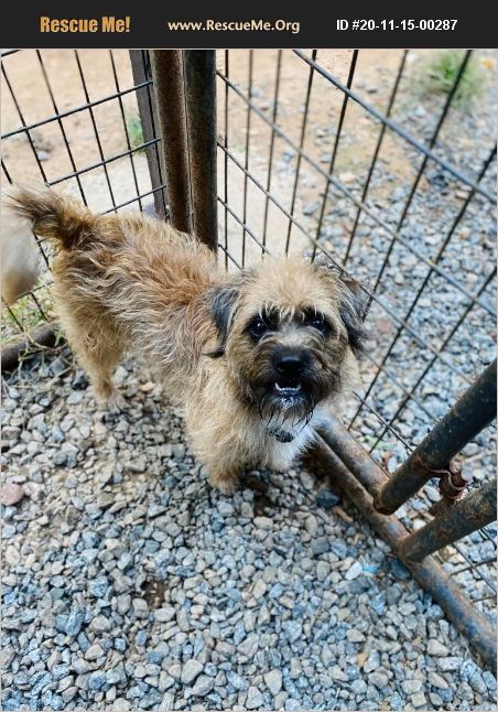 ADOPT 20111500287 ~ Border Terrier Rescue ~ Dallas, GA