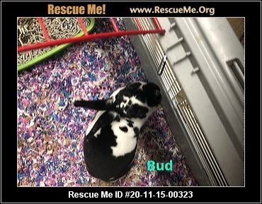 - Missouri Rabbit Rescue - ADOPTIONS - Rescue Me!