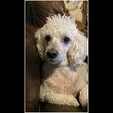 sylvan bark poodle rescue