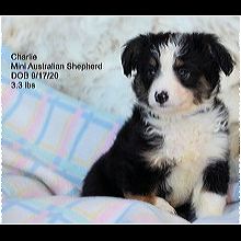australian shepherd rescue me