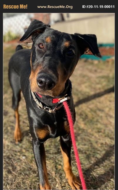 ADOPT 20111900011 ~ Doberman Pinscher Rescue ~ Fountain, CO