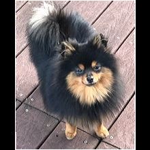 chocolate pomeranian for adoption