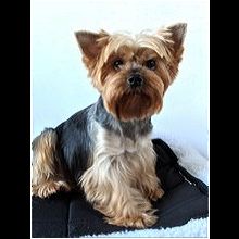 sonny's yorkie rescue shelter