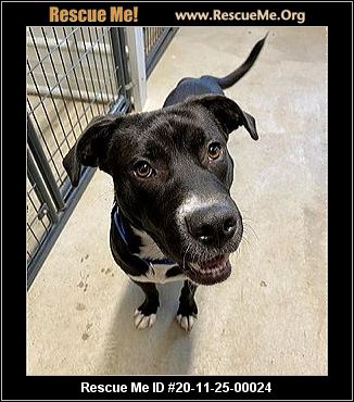 - New Jersey Dog Rescue - ADOPTIONS - Rescue Me!