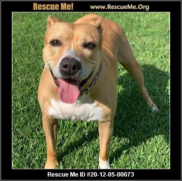 - Florida American Staffordshire Terrier Rescue - ADOPTIONS - Rescue Me!