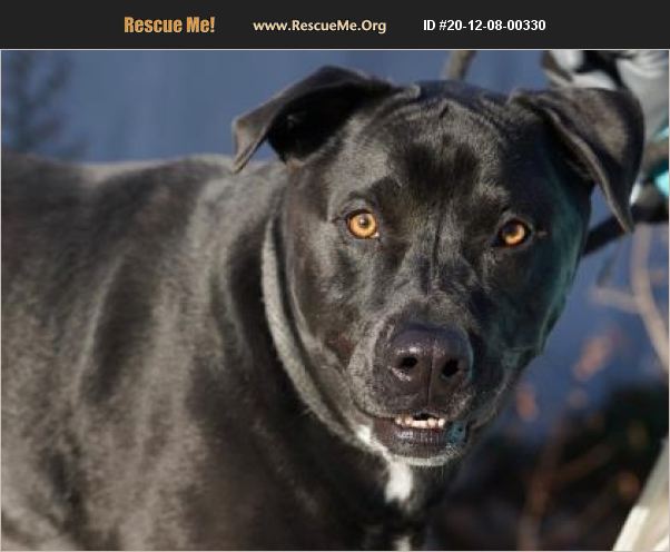 ADOPT 20120800330 ~ Lab Rescue ~ Seattle, WA