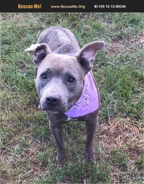 ADOPT 20121300246 ~ Pit Bull Rescue ~ Lewiston, ME