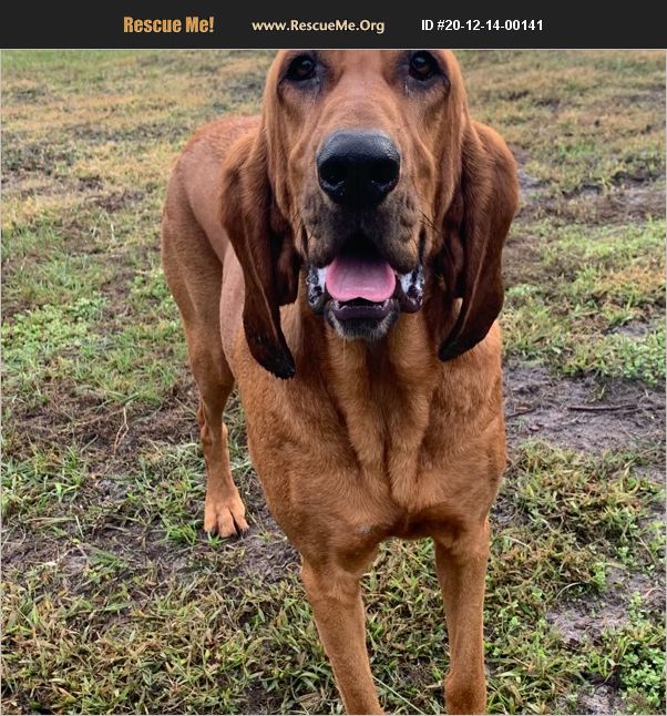 bloodhound rescue florida