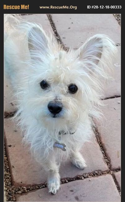 ADOPT 20121800333 ~ Maltese Rescue ~ Phoenix, AZ