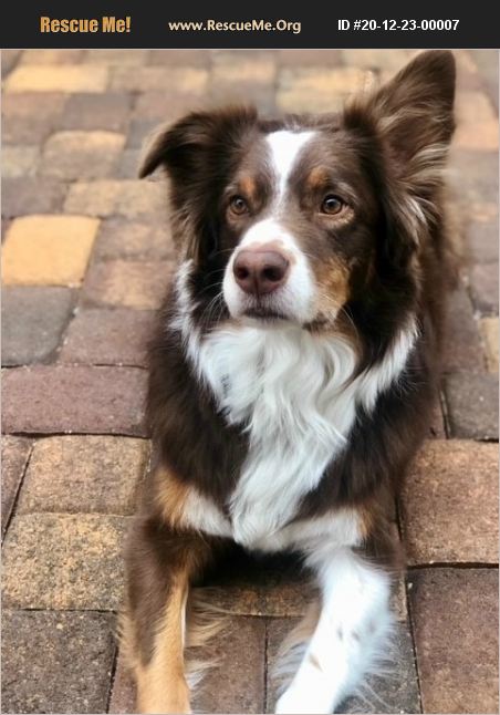 ADOPT 20122300007 ~ Australian Shepherd Rescue ~ Henderson, NV