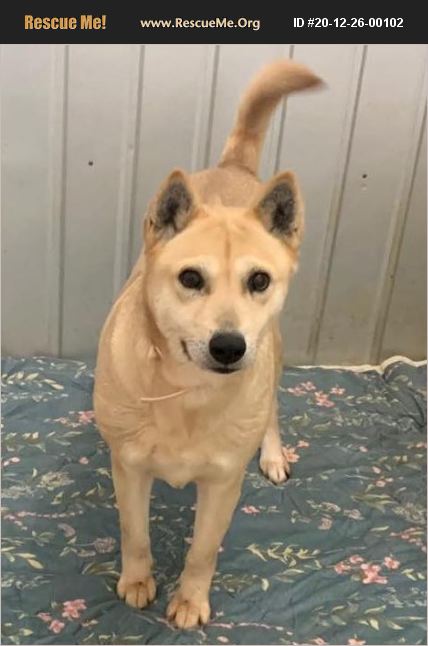 ADOPT 20122600102 ~ Shiba Inu Rescue ~ Morristown, NJ