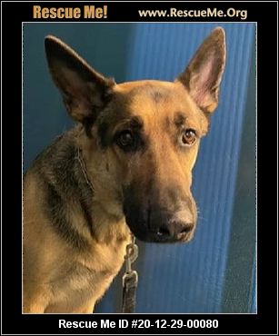 - New York German Shepherd Rescue - ADOPTIONS - Rescue Me!