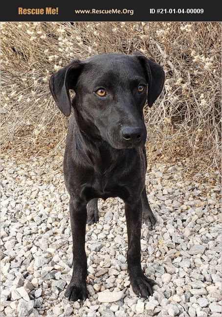 ADOPT 21010400009 ~ Lab Rescue ~ Albuquerque, NM