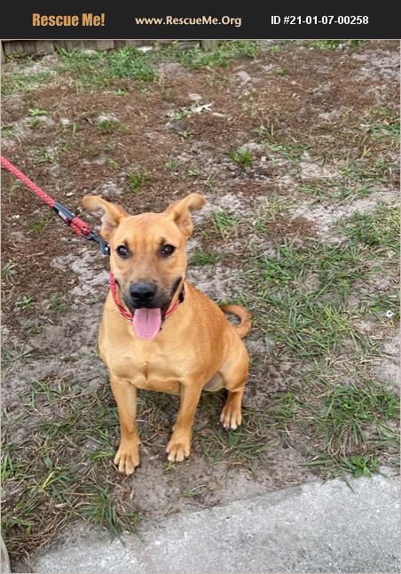 ADOPT 21010700258 ~ Black Mouth Cur Rescue ~ Orlando, FL