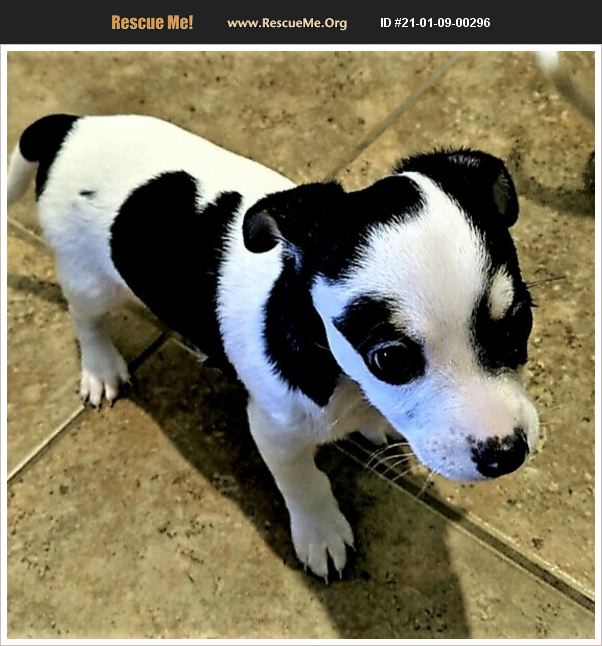 ADOPT 21010900296 ~ Jack Russell Rescue ~ Tavares, FL