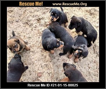 - Illinois Great Pyrenees Rescue - ADOPTIONS - Rescue Me!