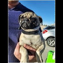 How Much Is A Pug In South Africa