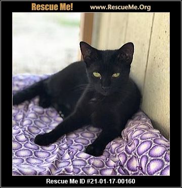 - Florida Cat Rescue - ADOPTIONS - Rescue Me!