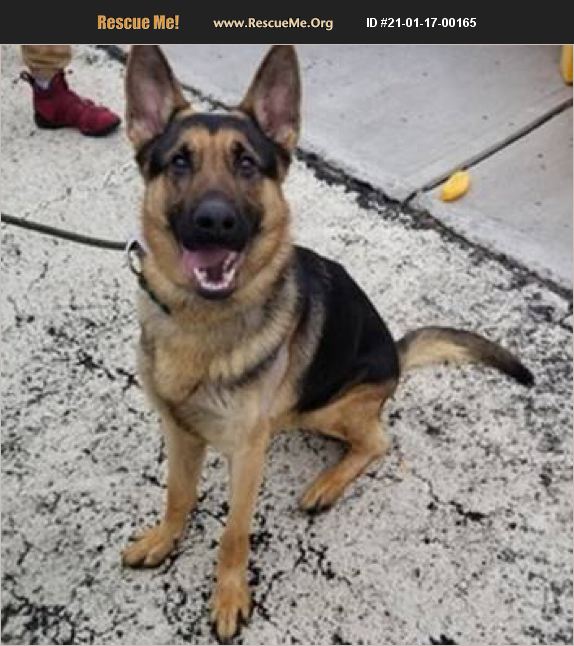 ADOPT 21011700165 ~ German Shepherd Rescue ~ New York