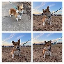 Connecticut Corgi Rescue Adoptions Rescue Me