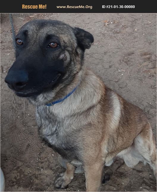 ADOPT 21013000080 ~ Belgian Malinois Rescue ~ Seattle, WA