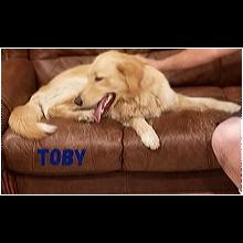 Oklahoma Golden Retriever Rescue Adoptions Rescue Me