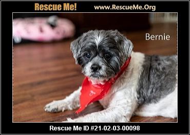 - Florida Lhasa Apso Rescue - ADOPTIONS - Rescue Me!