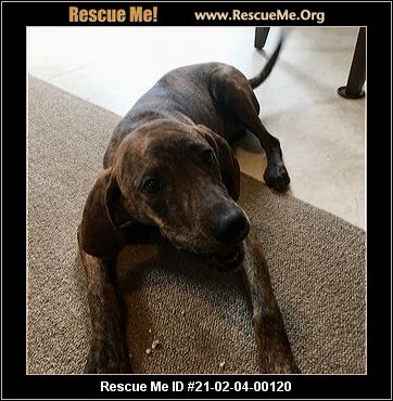 - Tennessee Mountain Cur Rescue - ADOPTIONS - Rescue Me!