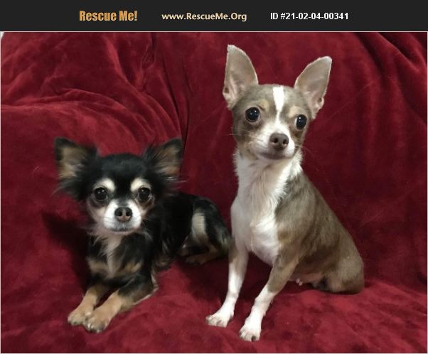 ADOPT 21020400341 ~ Chihuahua Rescue ~ Virginia Beach, VA