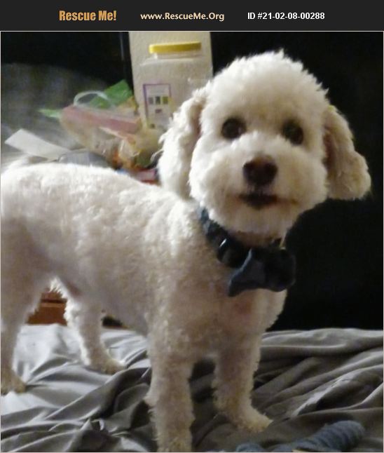 ADOPT 21020800288 ~ Bichon Frise Rescue ~ Phoenix, AZ