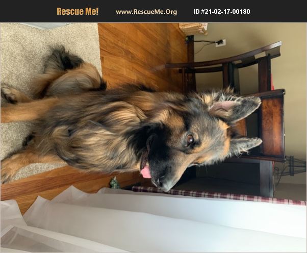 ADOPT 21021700180 ~ German Shepherd Rescue ~ Wallingford, CT